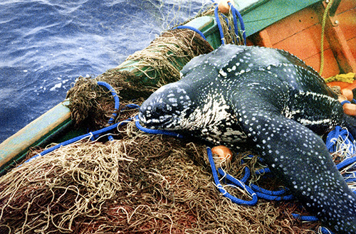 Pipa implanta programa de redução da captura pela pesca